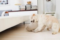 Собака кусает подушку в гостиной — стоковое фото