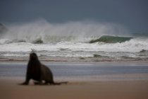 Leone marino sulla spiaggia — Foto stock