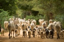 Troupeau de chèvres et de bovins, Bagan, Myanmar — Photo de stock