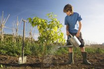 Vorpubertärer Junge pflanzt Baum — Stockfoto