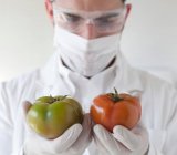 Scientist examining tomatoes in lab — Stock Photo