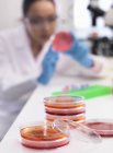 Cientista examinando culturas microbiológicas em uma placa de Petri — Fotografia de Stock