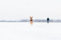 Perro corriendo en campo nevado - foto de stock