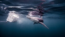 Vue sous-marine du requin bleu regardant l'appât — Photo de stock