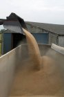 Bulldozer verter grano de trigo en camión - foto de stock