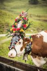 Vaca que usa cobertura para a cabeça no campo gramado — Fotografia de Stock