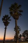 Palmiers avec ciel nocturne — Photo de stock