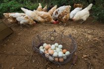 Korb mit Eiern mit Hühnern füttern — Stockfoto