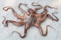 Top view of octopus on bed of rock salt — Stock Photo