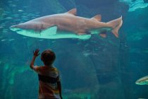 Vue arrière du garçon admirant le requin dans l'aquarium — Photo de stock