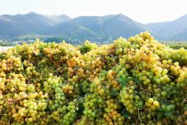 Pilhas de uvas colhidas com montanhas no fundo — Fotografia de Stock