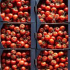 Envases de tomates cherry - foto de stock