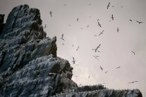 Sea birds roosting — Stock Photo
