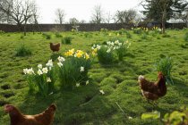 Free range hens in field — Stock Photo