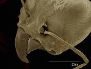 Micrografía electrónica de barrido de la cabeza de un trabajador de hormigas del ejército - foto de stock