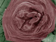 Coloured scanning electron micrograph of bark lice genitalia — Stock Photo