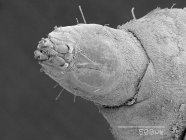 Micrographie électronique à balayage de la tête de mouche soldat — Photo de stock