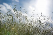 Вид на траву с облачным небом — стоковое фото
