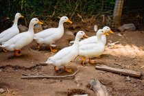 Білі качки зграя ходить по ґрунтовій стежці — стокове фото