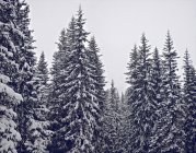 Snow-covered trees in forest — Stock Photo