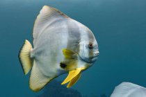 Single longfin batfish swimming under water — Stock Photo