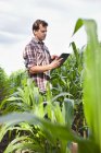 Фермер стоїть у полі посівів за допомогою цифрового планшета — стокове фото