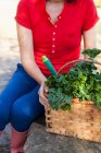 Cropped image of Woman carrying basket of lettuce — Stock Photo