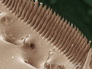 Coloured scanning electron micrograph of mantid shrimp spines — Stock Photo