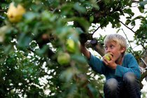 Мальчик ест на фруктовом дереве — стоковое фото