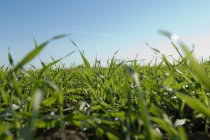 Vista close-up de grama alta fresca no campo e céu azul claro — Fotografia de Stock