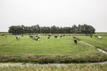 Manada de vacas pastando em campos cercados por vala d 'água — Fotografia de Stock