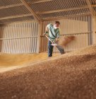 Agricultor en almacén de grano en la granja - foto de stock