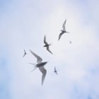Poupes arctiques volant dans le ciel — Photo de stock