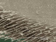 Кольоровий сканувальний електронний мікрограф ноги сідла — стокове фото
