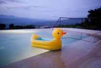Duck floating in swimming pool — Stock Photo