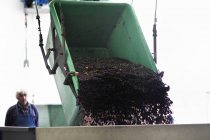 Travailleur regardant comme les raisins sont versés à partir du récipient — Photo de stock