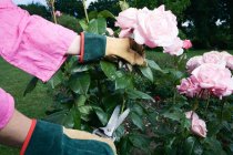 Cropped image gardener pruning pink roses — Stock Photo
