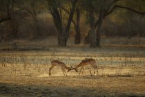 Dos machos impala luchando a la luz del sol - foto de stock