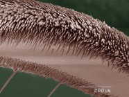 Coloured scanning electron micrograph of backswimmer leg — Stock Photo
