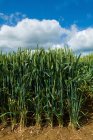 Vista frontale degli steli di mais che crescono in campo — Foto stock
