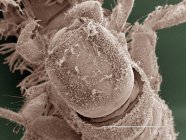 Micrógrafo electrónico de barrido coloreado de larva de caddisfly - foto de stock