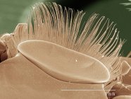 Micrografia eletrônica de varredura colorida do labrum do besouro do whirligig — Fotografia de Stock