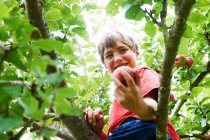 Усміхнений хлопчик збирає фрукти на дереві — стокове фото