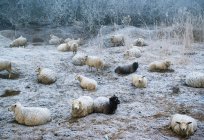 Sheep grazing in snowy pasture — Stock Photo