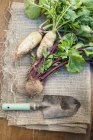 Freshly dug root vegetables — Stock Photo