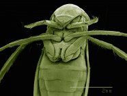 Scanning electron micrograph of head of female backswimmer — Stock Photo