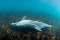 Дельфин плавает под тропической водой — стоковое фото
