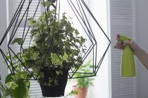 Female hand spraying ivy hanging basket in kitchen — Stock Photo