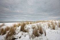 Grass growing in snowy landscape — Stock Photo