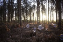 Мыльные пузыри, плавающие в подсвеченном солнцем лесу — стоковое фото